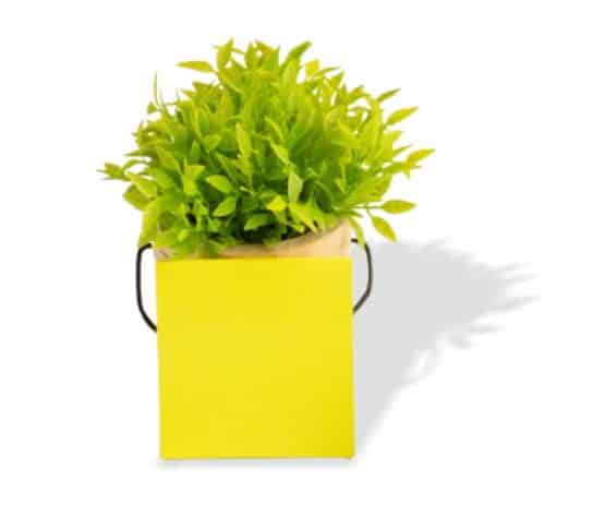 Seed Paper & Plant Kits
